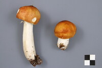 Russula paludosa image